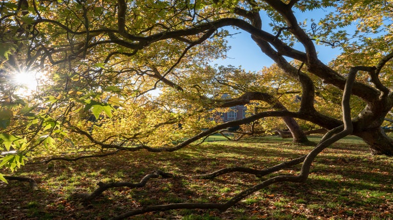 Sunlight shines through a plane tree with autumn colour in the garden at Blickling Estate, Norfolk